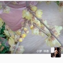 身材很好的重庆品茶